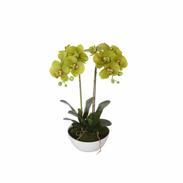 50cm dual butterfly orchid cream