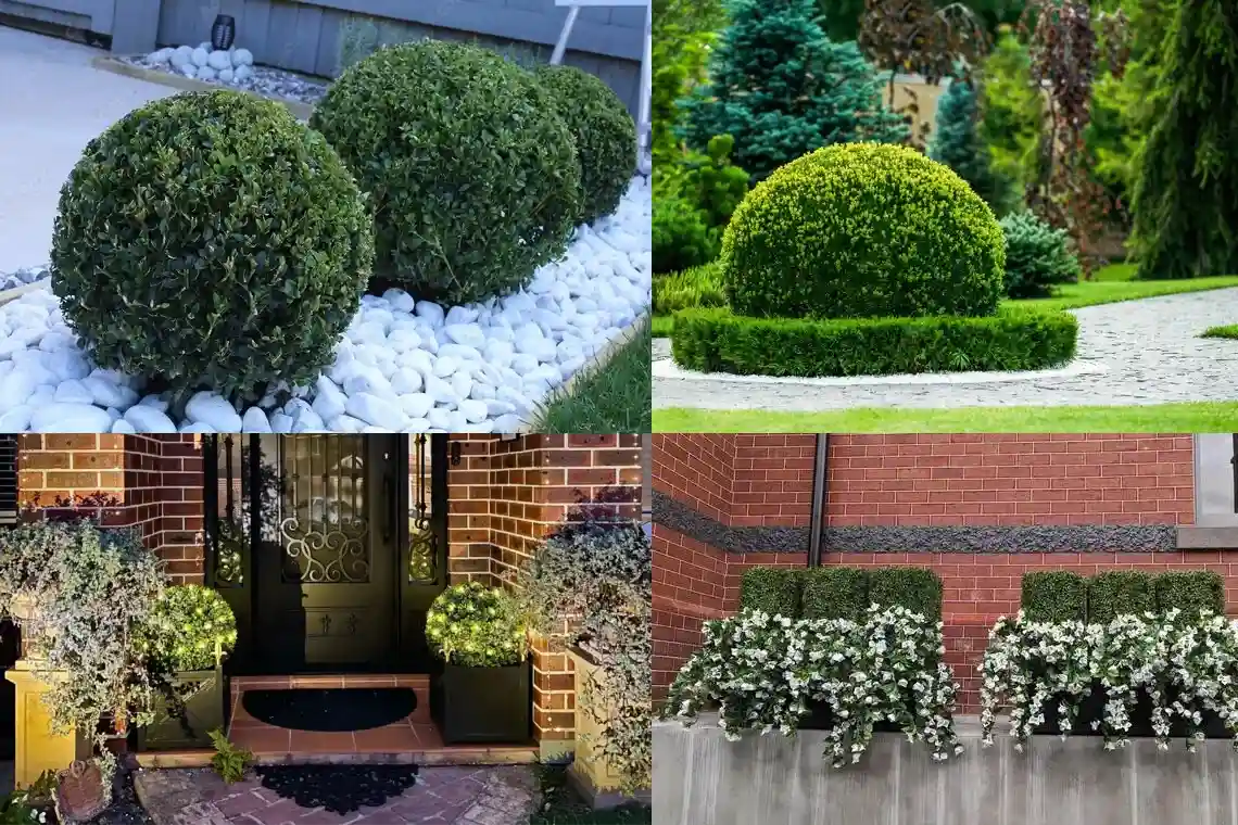 topiary ball ideas