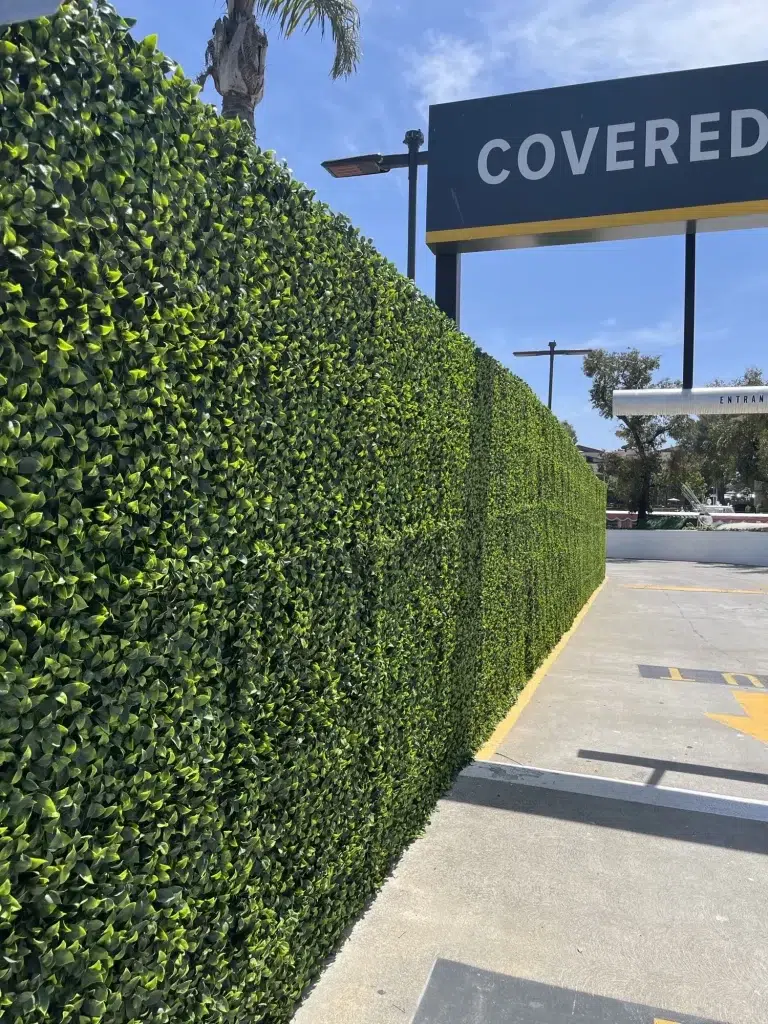 Transformed with Greenery: A Lush Jasmine Hedge MakeoverTEST