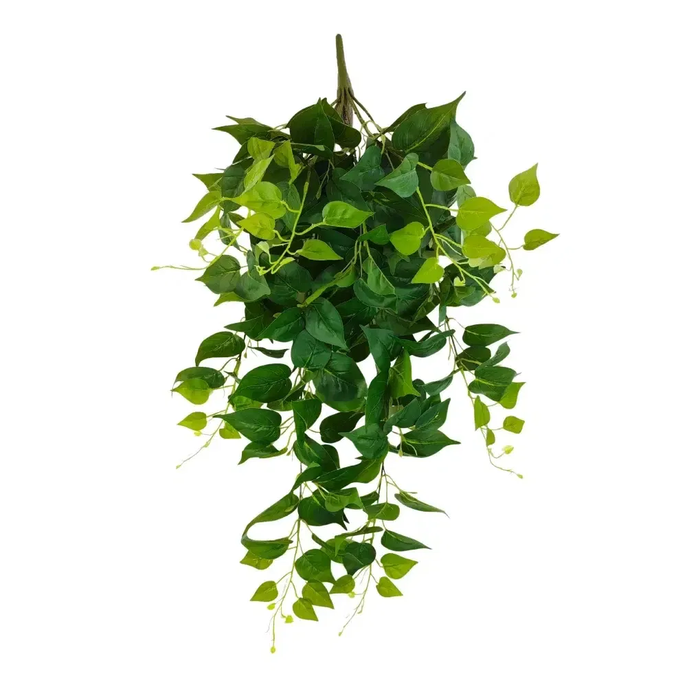 philodendron trailing garland full