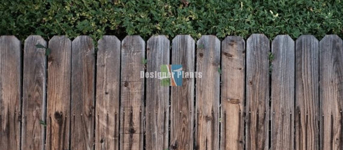 Compare fence options