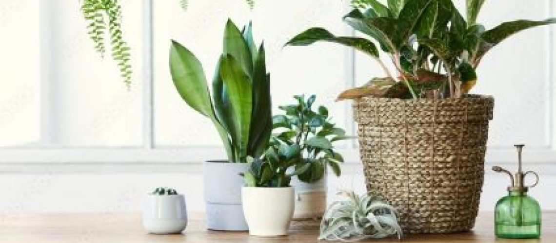 indoor pot plant